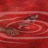 fish in water detail