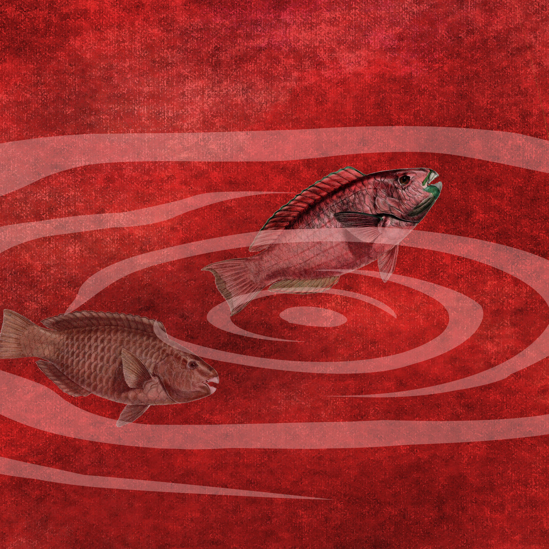 fish in water detail